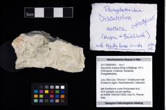 Foto (Objekt + Etikett) von Discutiolira moesica (Muţiu & Bădăluţă, 1971)  (NHMW-GEO-2017-0089-0005)